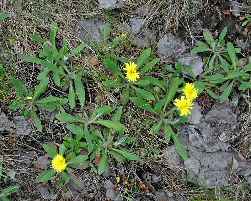 Изображение особи Pilosella officinarum.