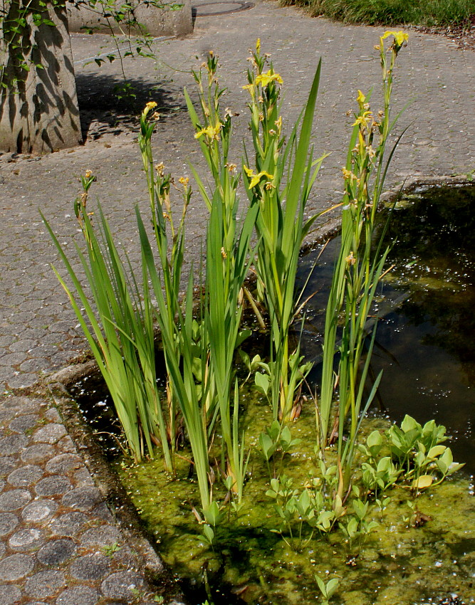 Изображение особи Iris pseudacorus.