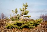 Pinus friesiana. Растение в лесотундре. Мурманская обл., Североморский р-н, сопка возле пос. Росляково.