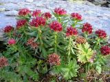 Rhodiola integrifolia. Цветущее растение с прошлогодними сухими генеративными побегами с пустыми соплодиями. Камчатский край.