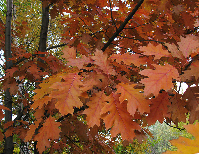 Изображение особи Quercus rubra.