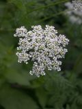 Chaerophyllum aureum