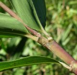 Pseudosasa japonica. Часть побега. Краснодарский край, Сочи, окр. Хосты, рудеральное место. 30.10.2015.