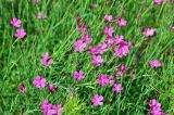 Dianthus deltoides. Верхушки цветущих растений. Псковское озеро, остров Верхний, луг. 14.06.2014.