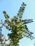 Ulmus minor. Верхушка деревца с изъеденными листьями. Краснодарский край, Сочи, окр. Хосты, у ЛЭП. 04.11.2015.