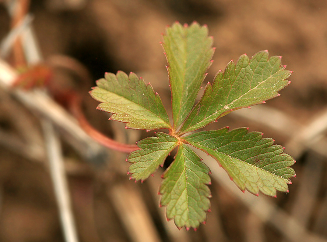 Изображение особи Potentilla reptans.