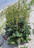 Rumex confertus. Цветущее растение. Самарская обл., Ставропольский р-н, правый берег Волги ниже плотины Жигулёвской (Куйбышевской) ГЭС. 07.07.2006.