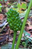 Arisaema robustum. Незрелое соплодие. Владивосток, о. Русский, лес. 10.09.2016.