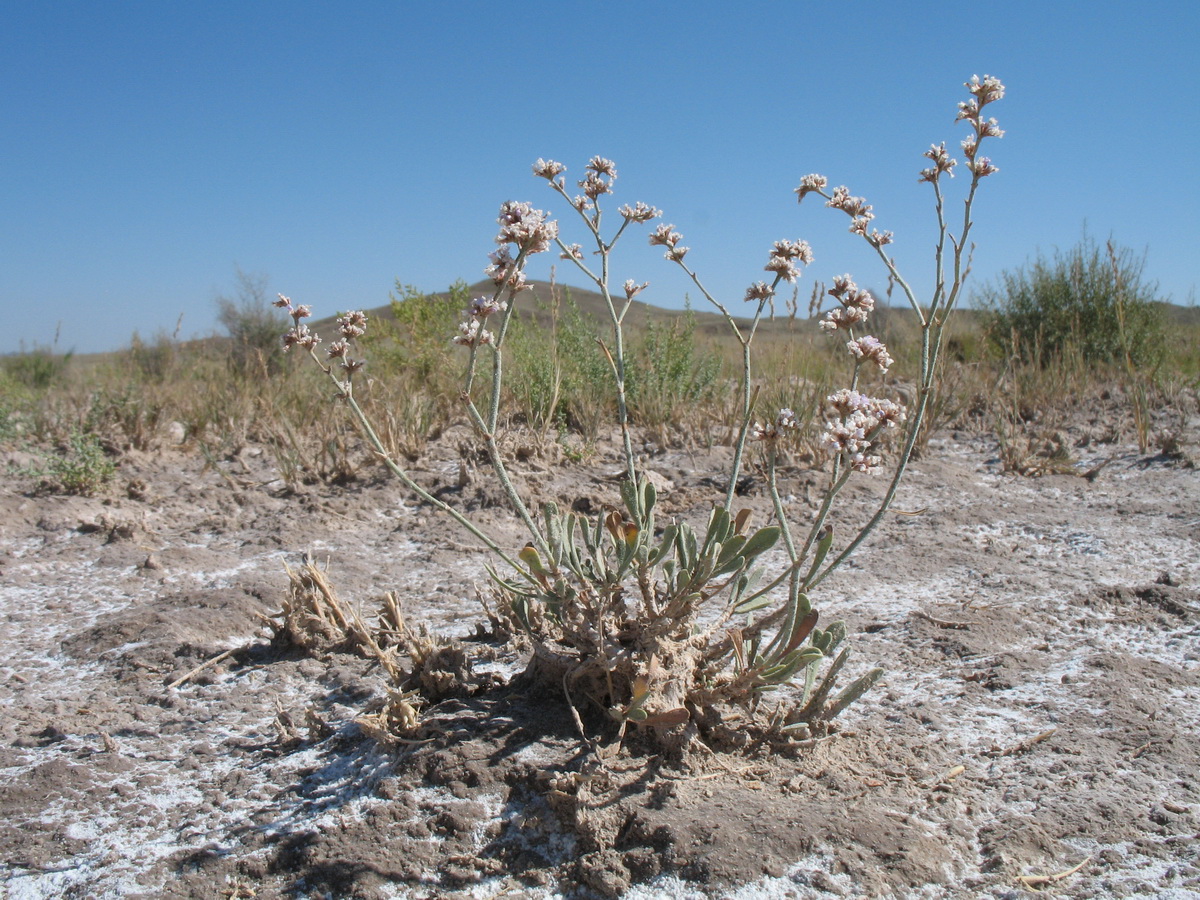 Изображение особи Limonium suffruticosum.