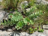 Rhodiola rosea