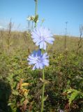 Cichorium intybus