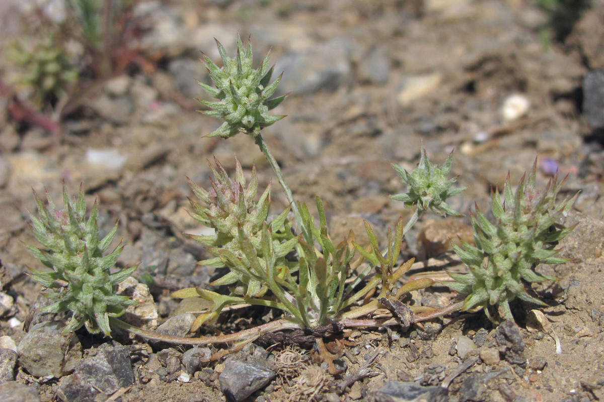 Изображение особи Ceratocephala orthoceras.