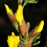 Chamaecytisus colchicus