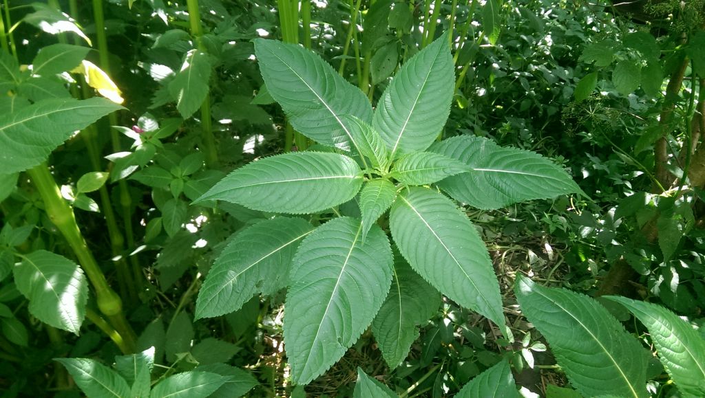 Изображение особи Impatiens glandulifera.