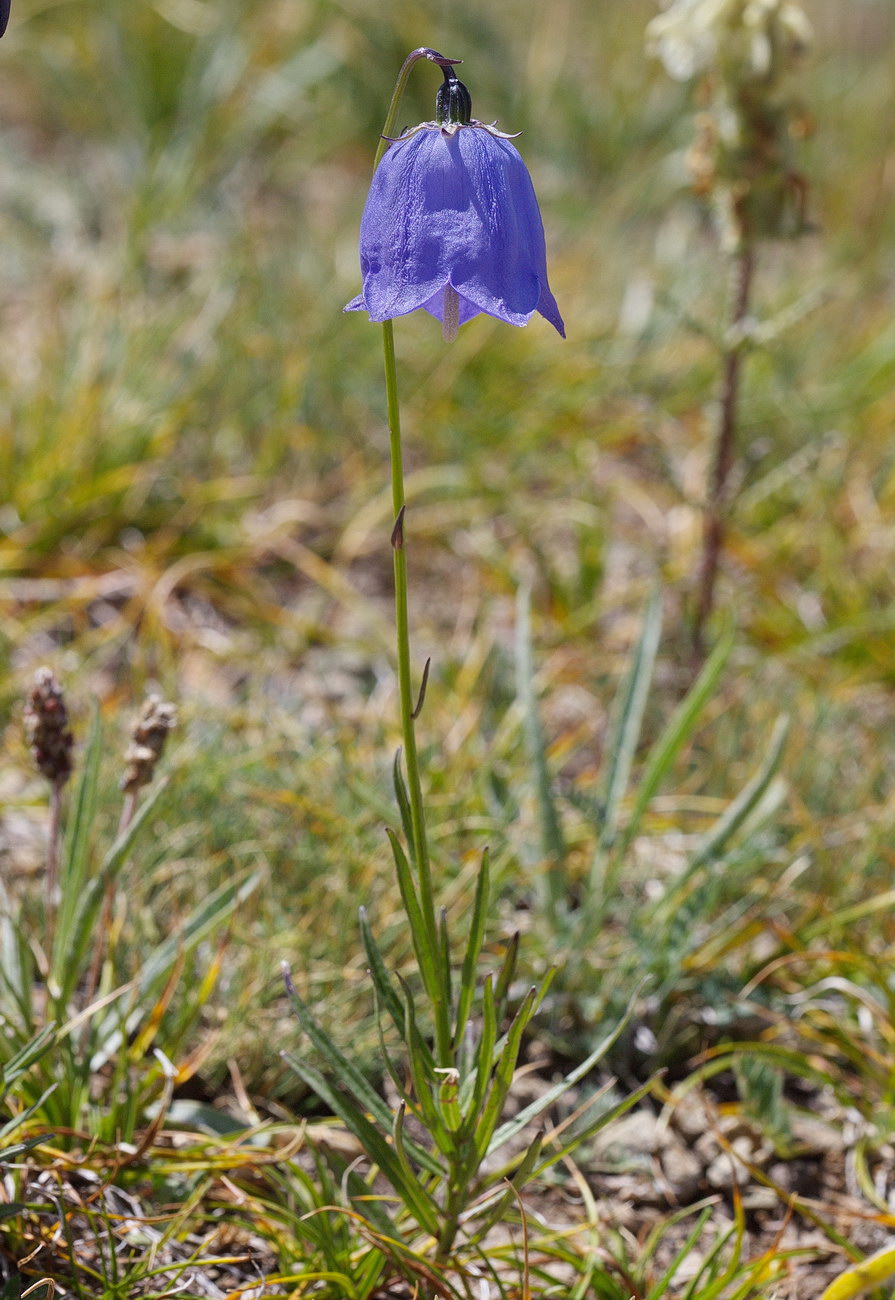 Image of Adenophora himalayana specimen.