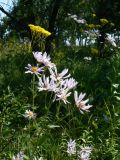 Aster tataricus