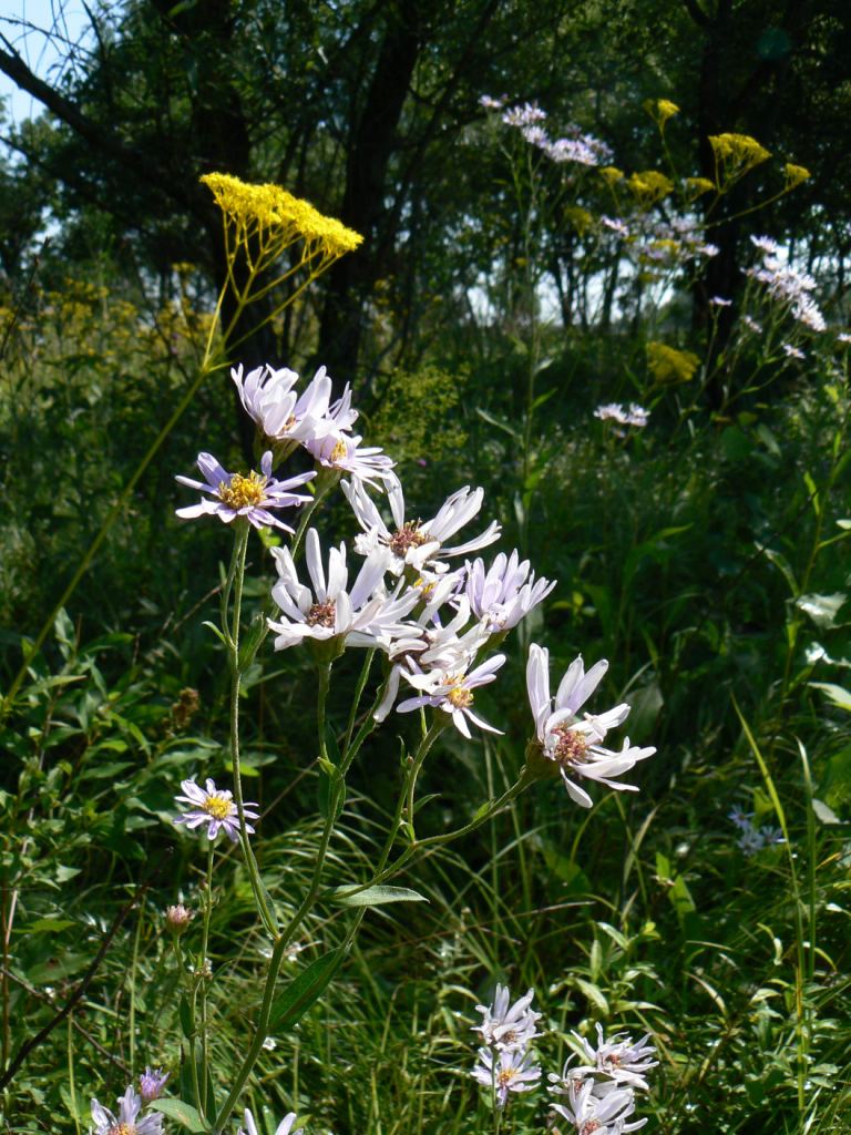 Изображение особи Aster tataricus.