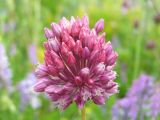 Allium rotundum