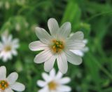 Stellaria holostea