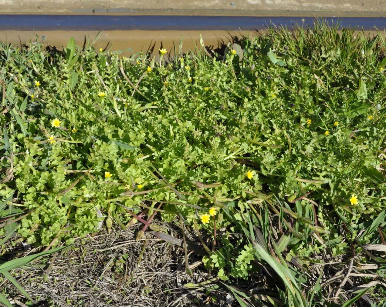 Изображение особи Hyoseris scabra.