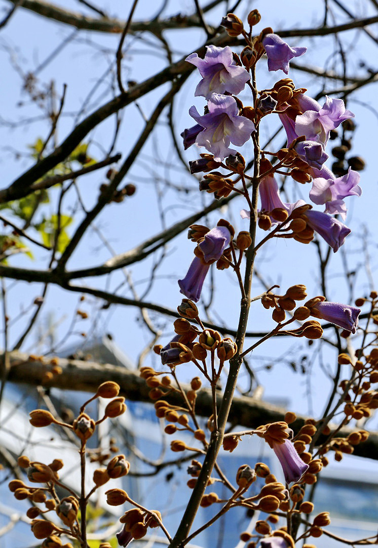 Изображение особи Paulownia tomentosa.