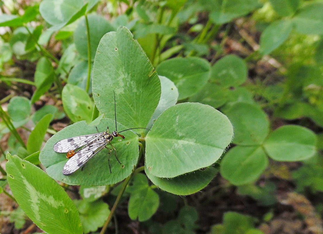 Изображение особи Trifolium pratense.