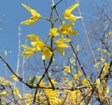 род Forsythia