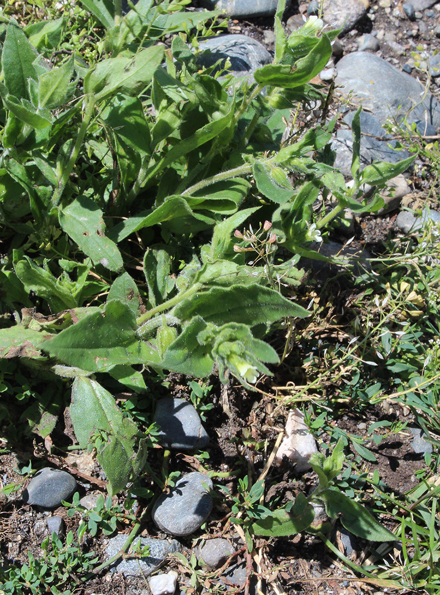 Image of Nonea lutea specimen.