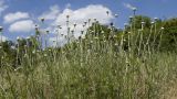 Anthemis tinctoria. Верхушки зацветающих растений. Краснодарский край, Крымский р-н, окр. станицы Гладковская, зарастающий травой берег пруда. 03.06.2018.