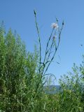 Tragopogon orientalis