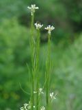 Arabis borealis