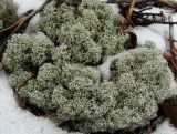 Cladonia stellaris