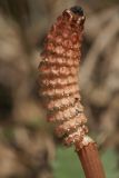 Equisetum arvense