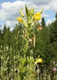 Oenothera biennis. Верхушка цветущего растения. Архангельская обл., Вельский р-н, окр. пос. Солгинский, у ж. д. 21 июля 2010 г.