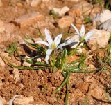 Ornithogalum pedicellare