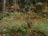 Cotoneaster lucidus