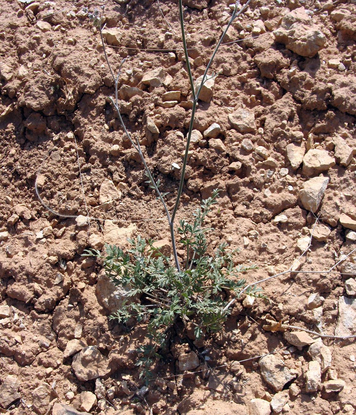 Изображение особи Pimpinella tragium.