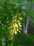 Robinia pseudoacacia