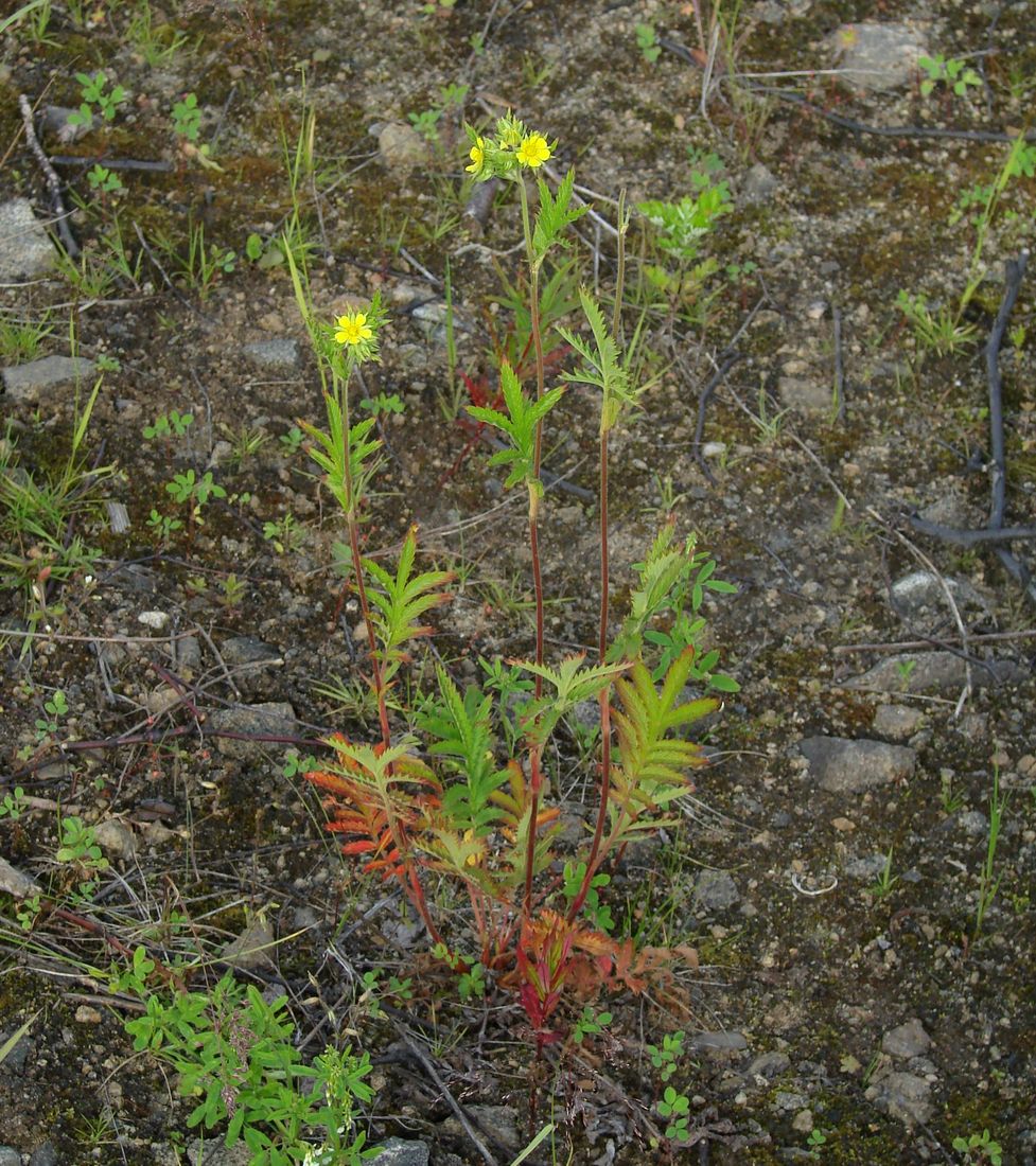Изображение особи Potentilla longifolia.