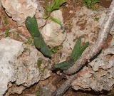 Gasteria obliqua