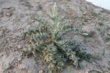 Onopordum leptolepis. Бутонизирующее растение. Узбекистан, г. Самарканд, городище Афрасиаб, лёссовый холм. 8 мая 2022 г.
