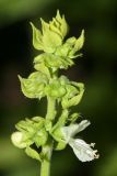 Ocimum basilicum. Соцветие (белоцветковая форма). Республика Абхазия, г. Сухум. 22.08.2009.