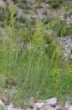Galium verum. Зацветающие растения. Дагестан, окр. с. Талги, луг в понижении на месте бывшего карьера. 21 мая 2022 г.