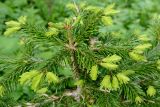 Abies nordmanniana