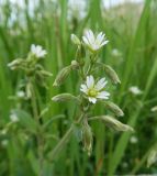 Cerastium holosteoides