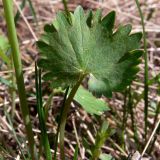 Ranunculus monophyllus