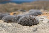 Grimmia pulvinata. Куртинка растений со спорогонами. Крым, Керченский п-ов, Приазовье, Генеральские пляжи, балка в петрофитной степи, сходящая к берегу моря, на известняковой глыбе. 18.08.2018.