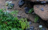 Conioselinum chinense. Цветущее растение (слева видны ветви Rosa rugosa). Курильские о-ва, о-в Итуруп, окр. г. Курильск, на скале. 22.08.2023.