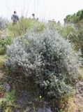 Teucrium fruticans. Цветущее растение. Италия, Тоскана, Монте-Аржентарио. 12.04.2011.