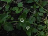 Stellaria media